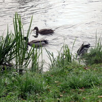 IMG_6110.JPG