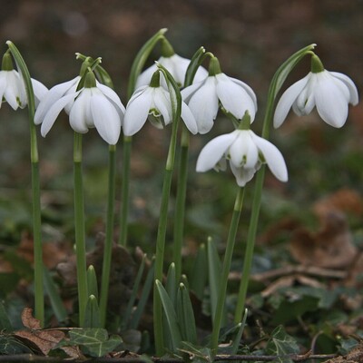 snezenky Obrázek - snezenky